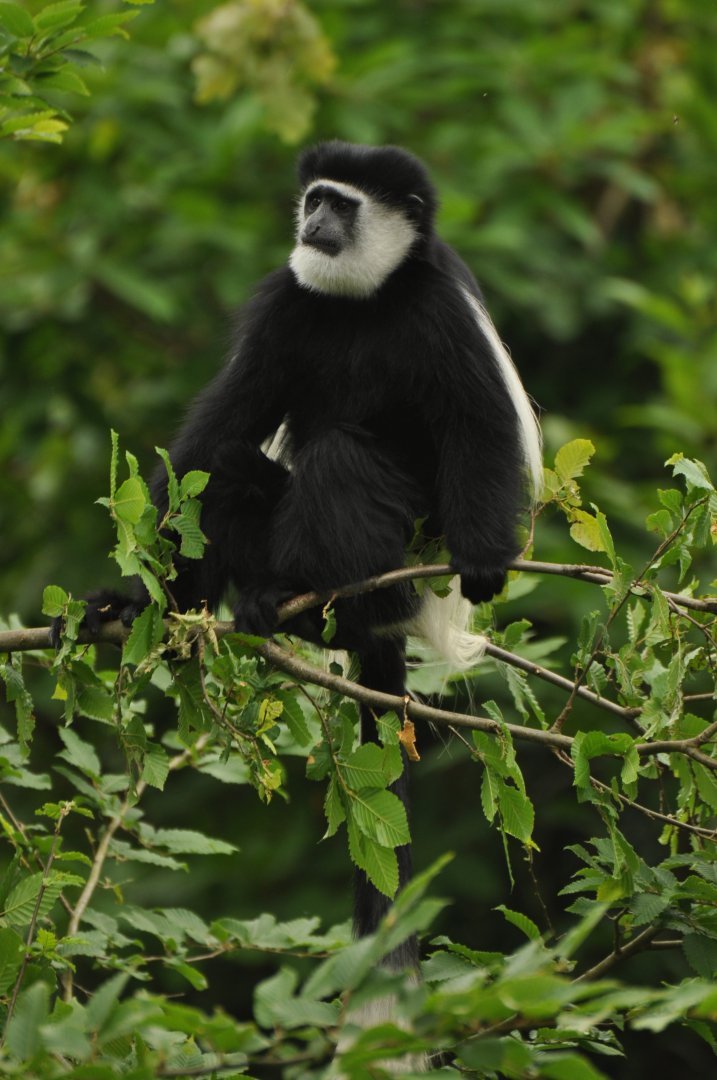 Mantled guereza (Colobus guereza)