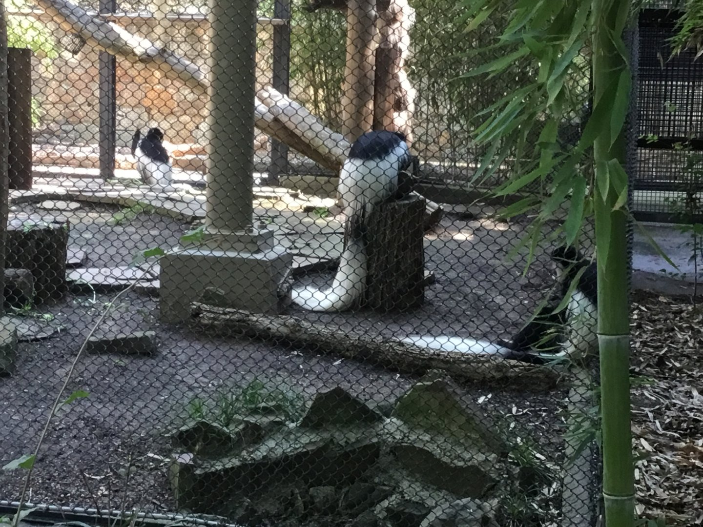 Mantled Guereza (Colobus Guereza)