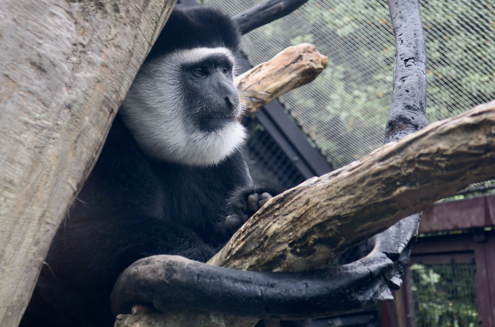 Mantled Guereza (Colobus guereza)