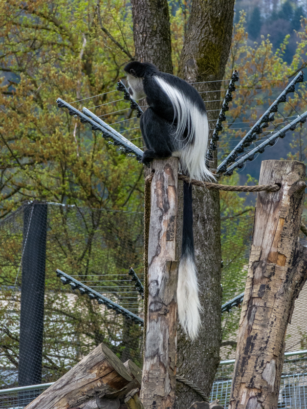 Mantled guereza (Colobus guereza)