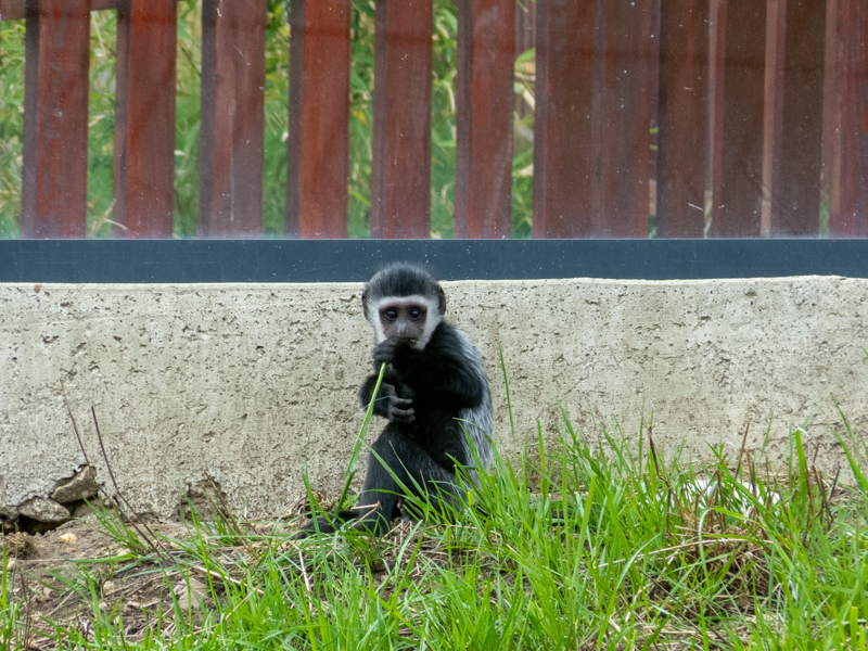 Mantled guereza (Colobus guereza)
