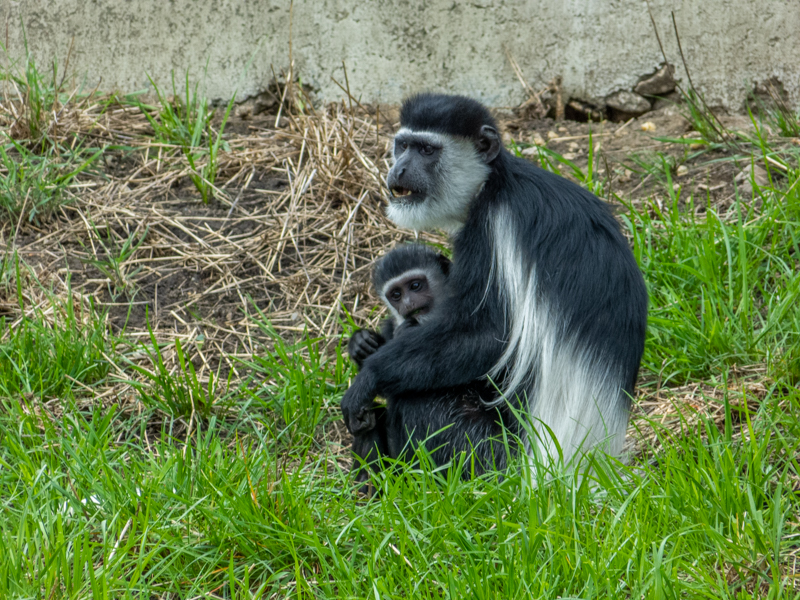 Mantled guereza (Colobus guereza)
