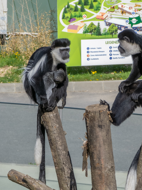 Mantled guereza (Colobus guereza)