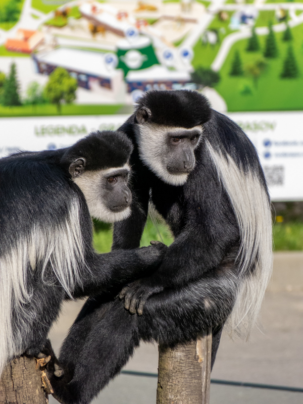 Mantled guereza (Colobus guereza)