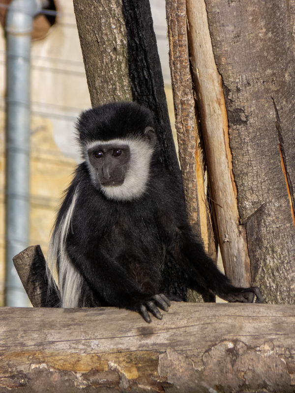 Mantled guereza (Colobus guereza)