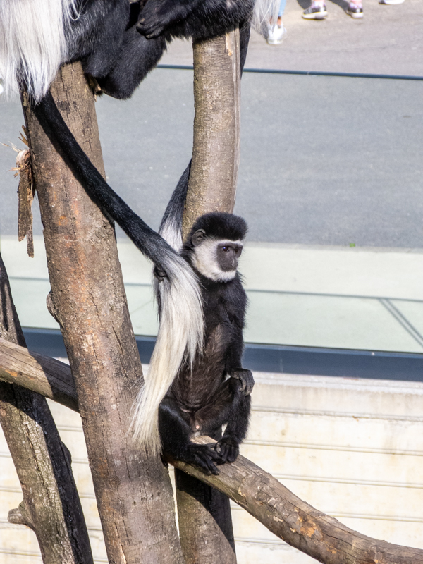 Mantled guereza (Colobus guereza)