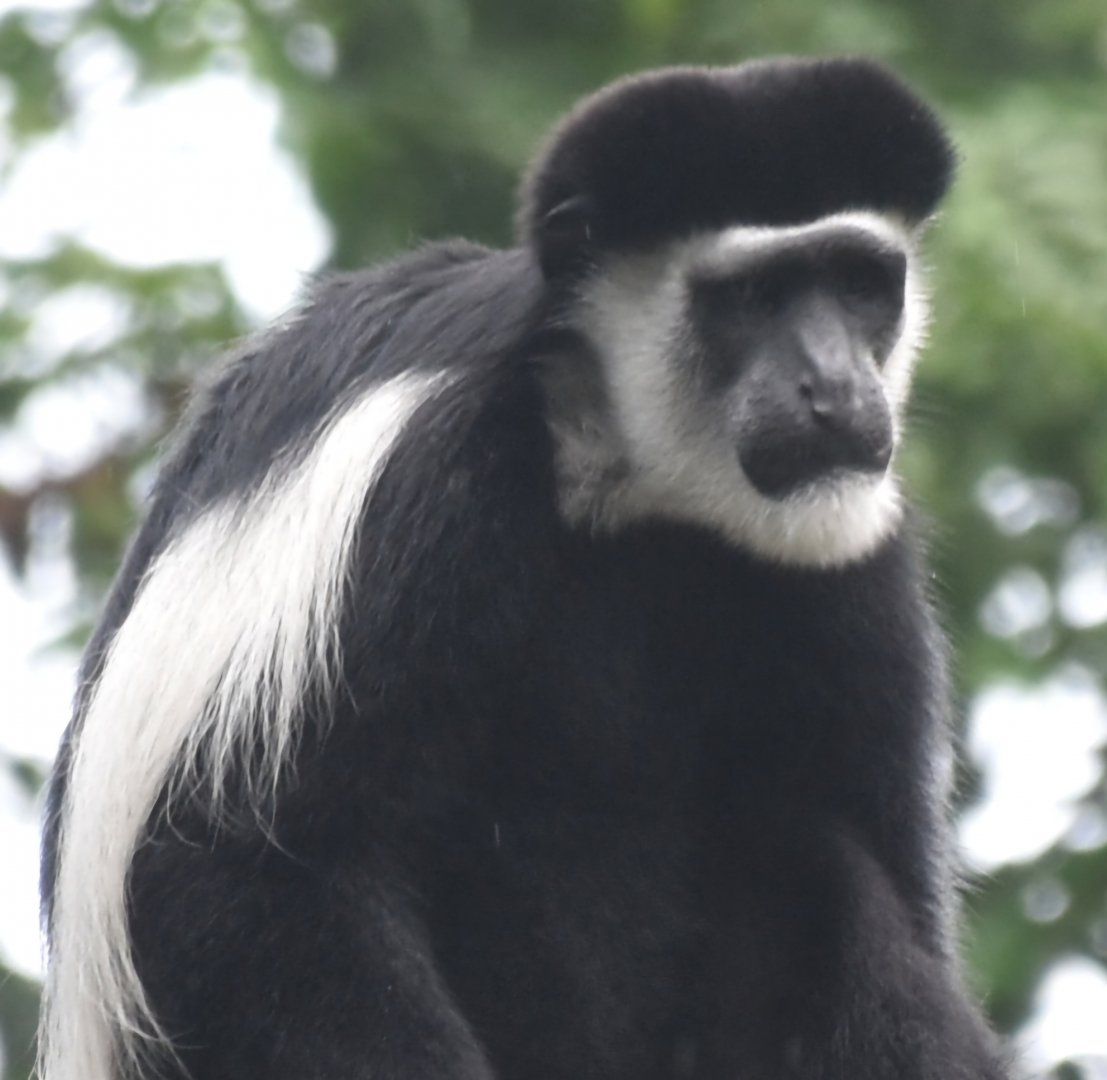 Mantled Guereza (Colobus guereza)