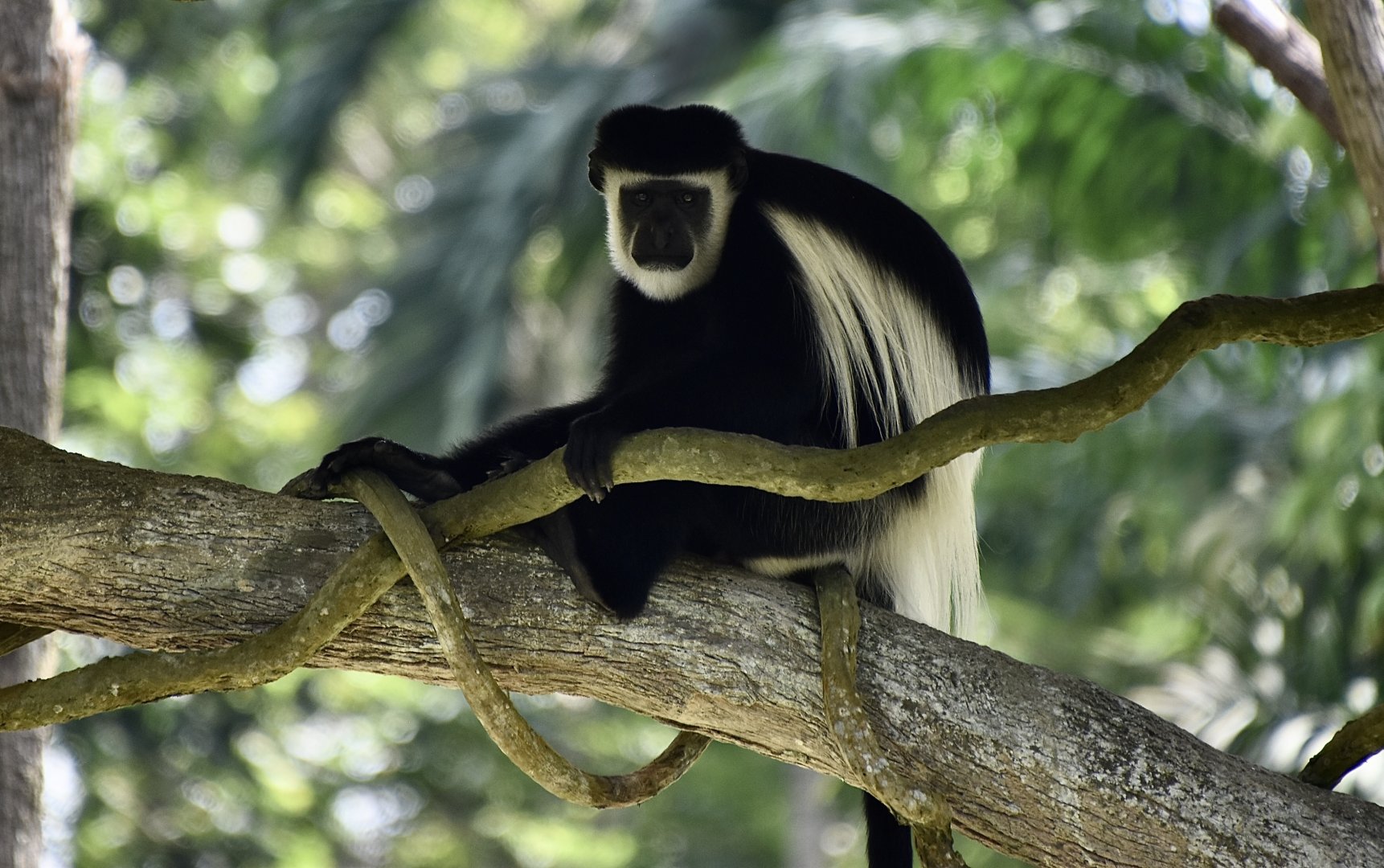 Mantled Guereza (Colobus guereza)
