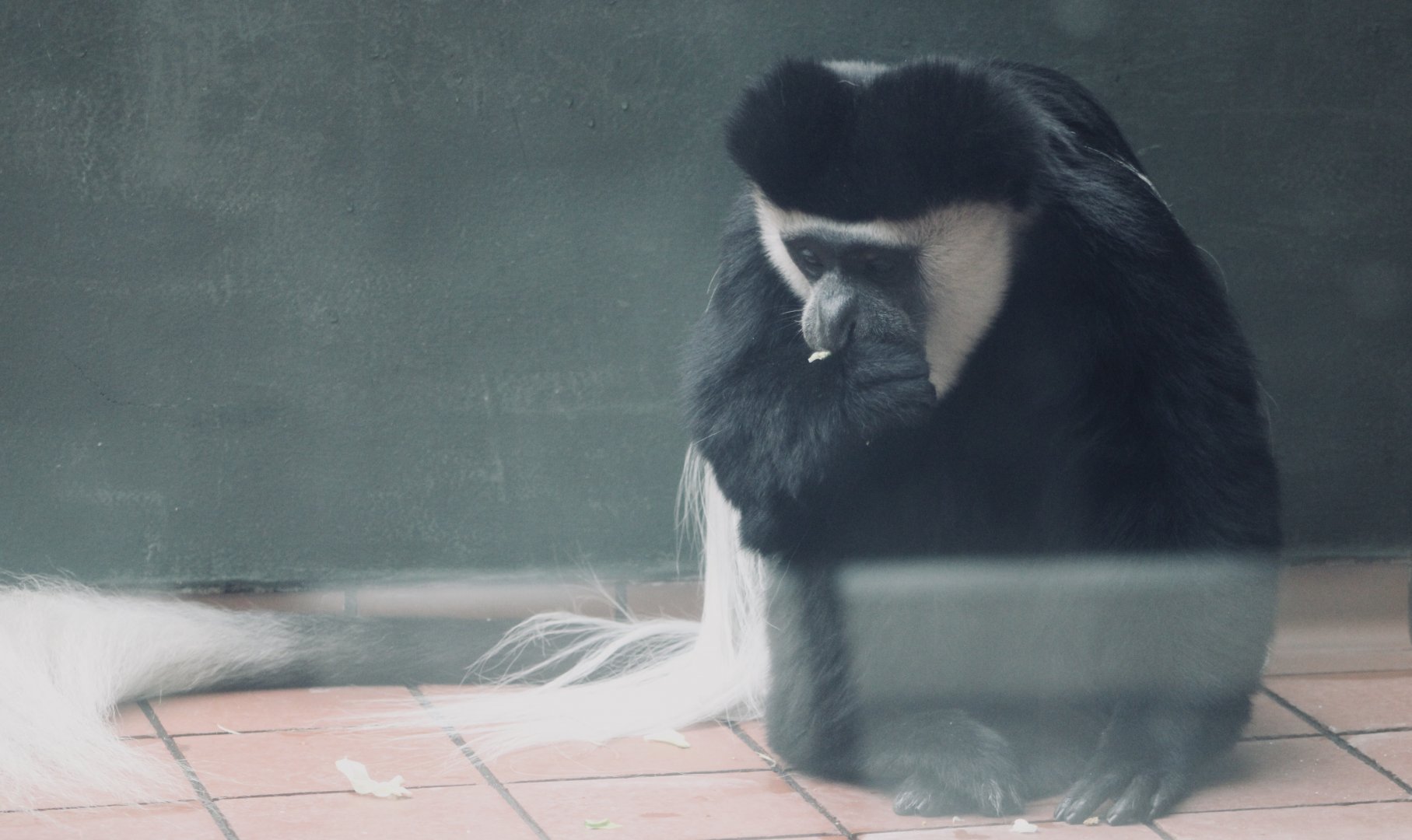 Mantled Guereza (Colobus guereza)