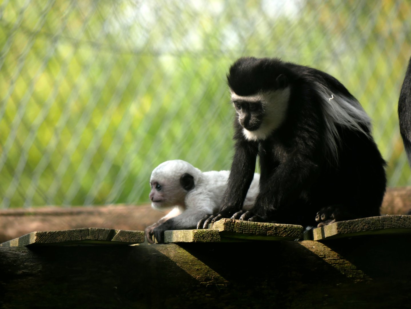 Mantled guereza (Colobus guereza)