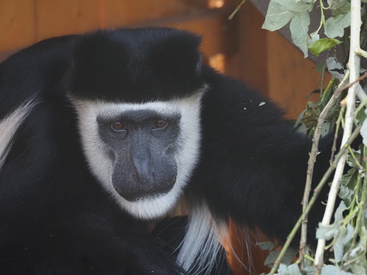 Mantled Guereza (Eastern Black and White Colobus)