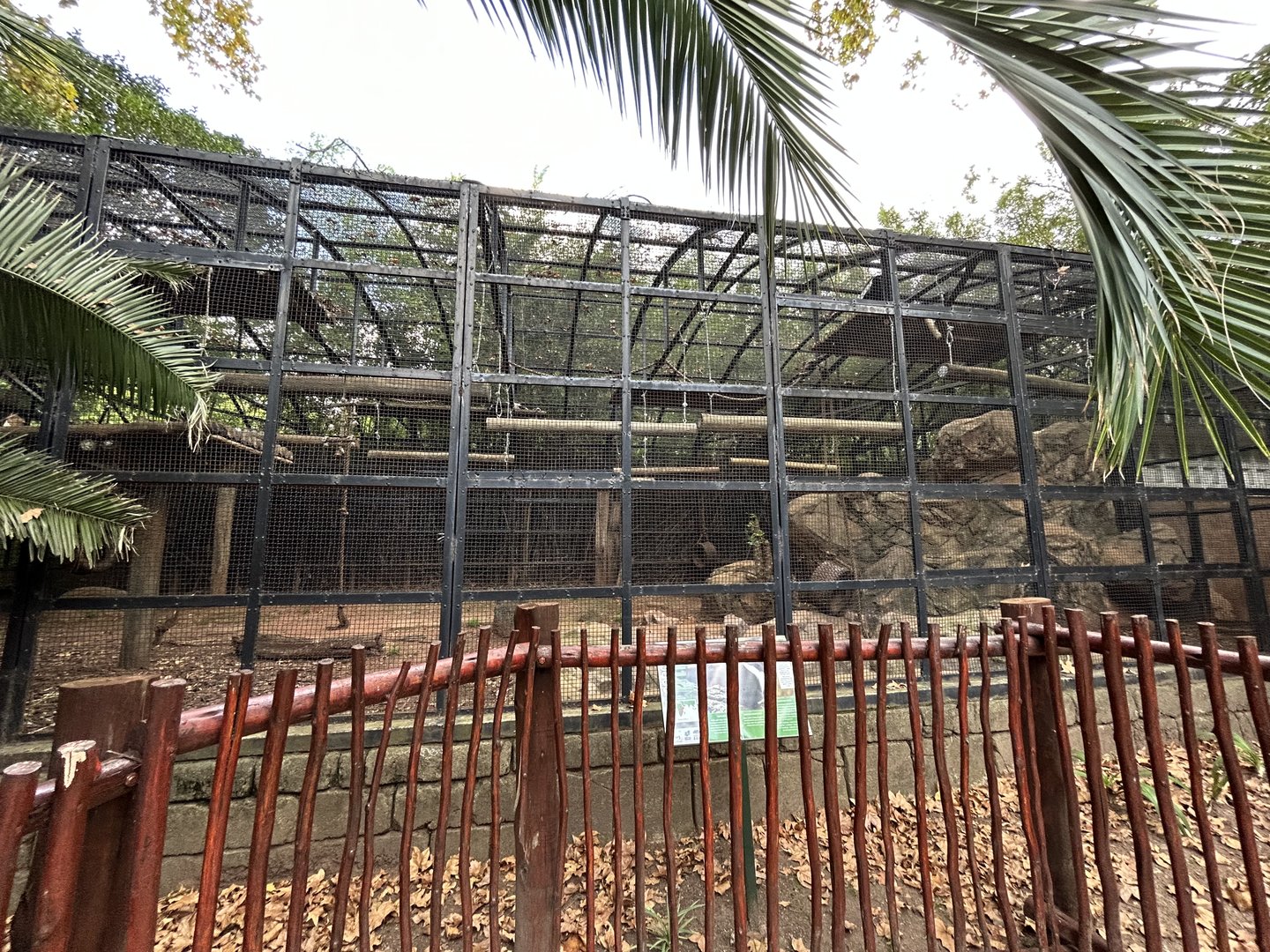 Mantled Guereza Enclosure (Colobus guereza)