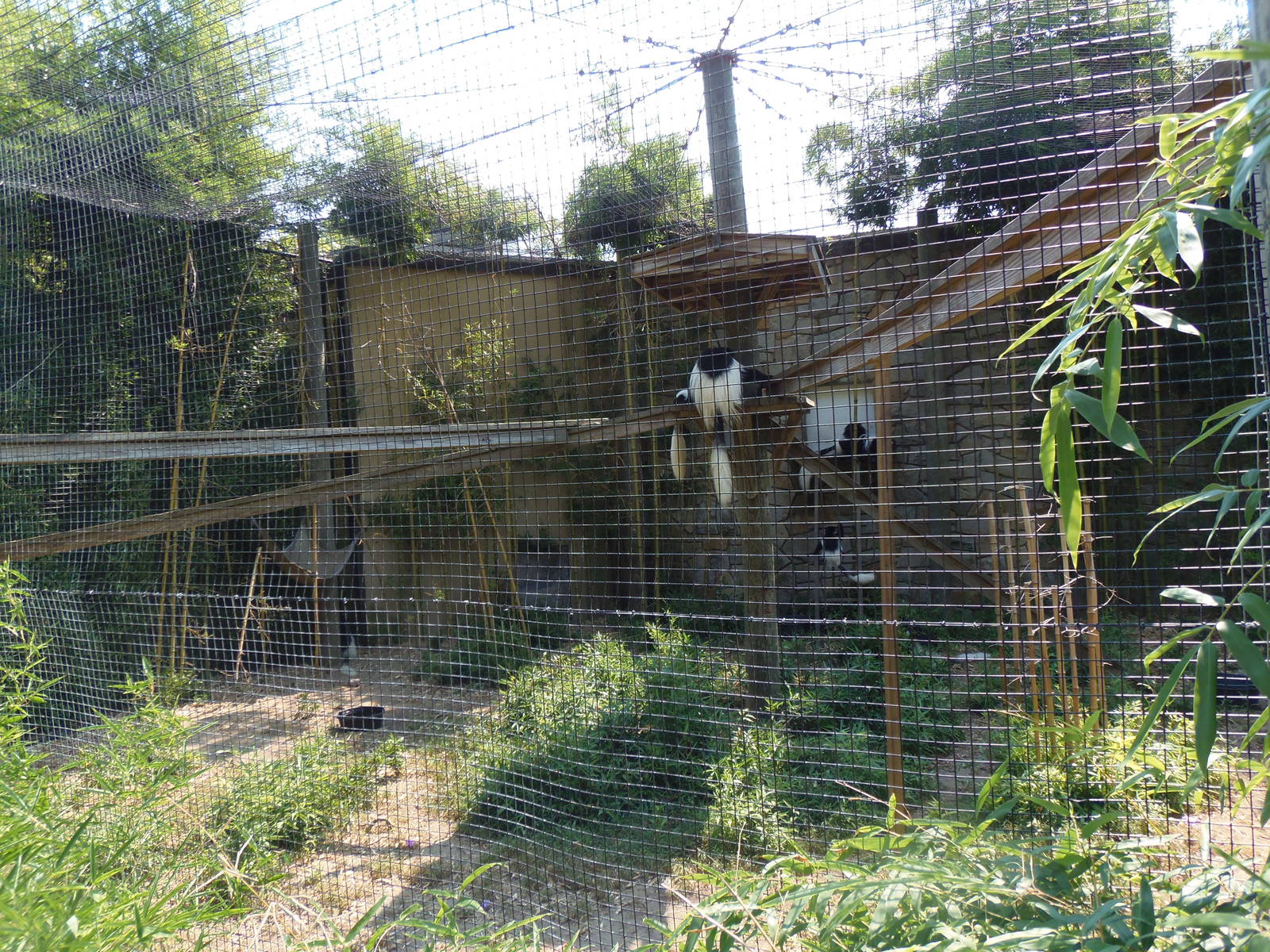 Mantled Guereza Exhibit