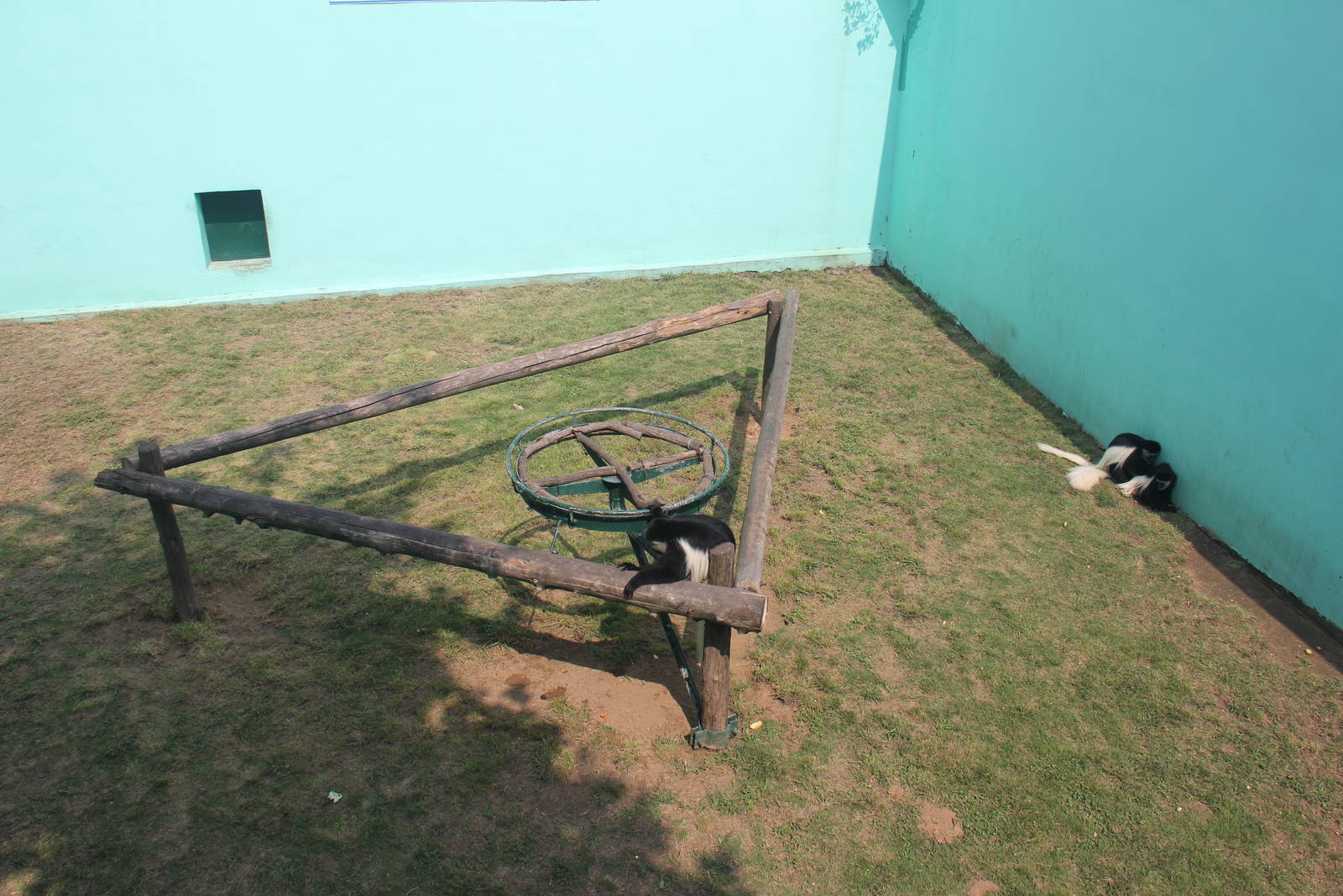 Mantled guereza exhibit