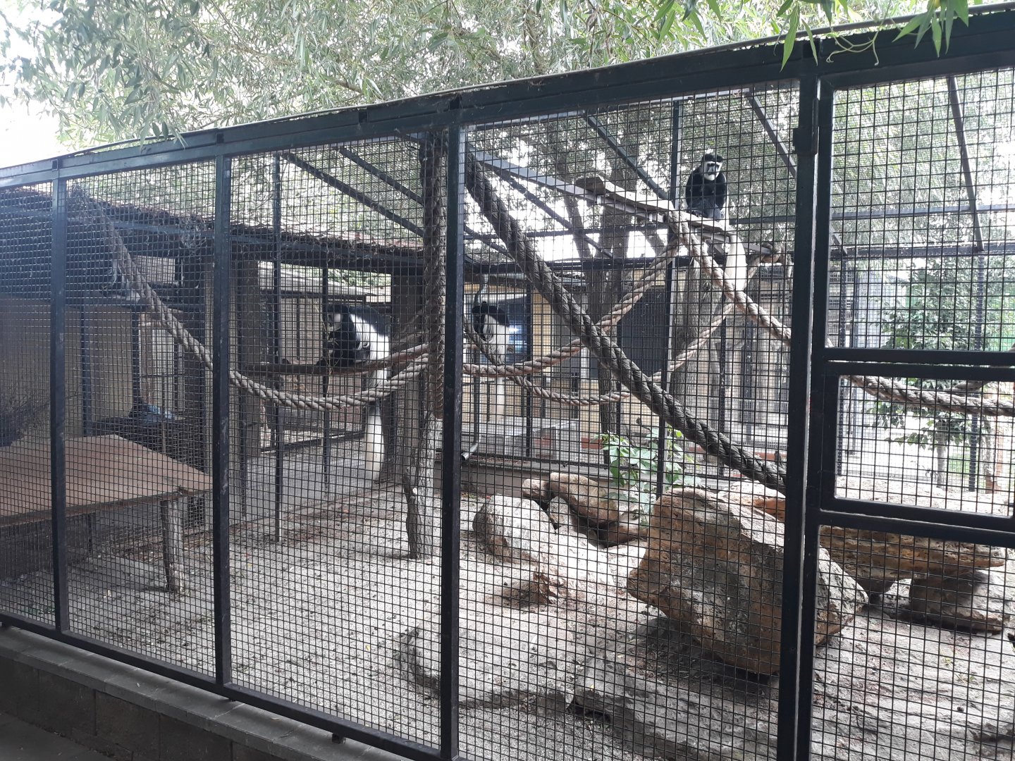 Mantled guereza exhibit