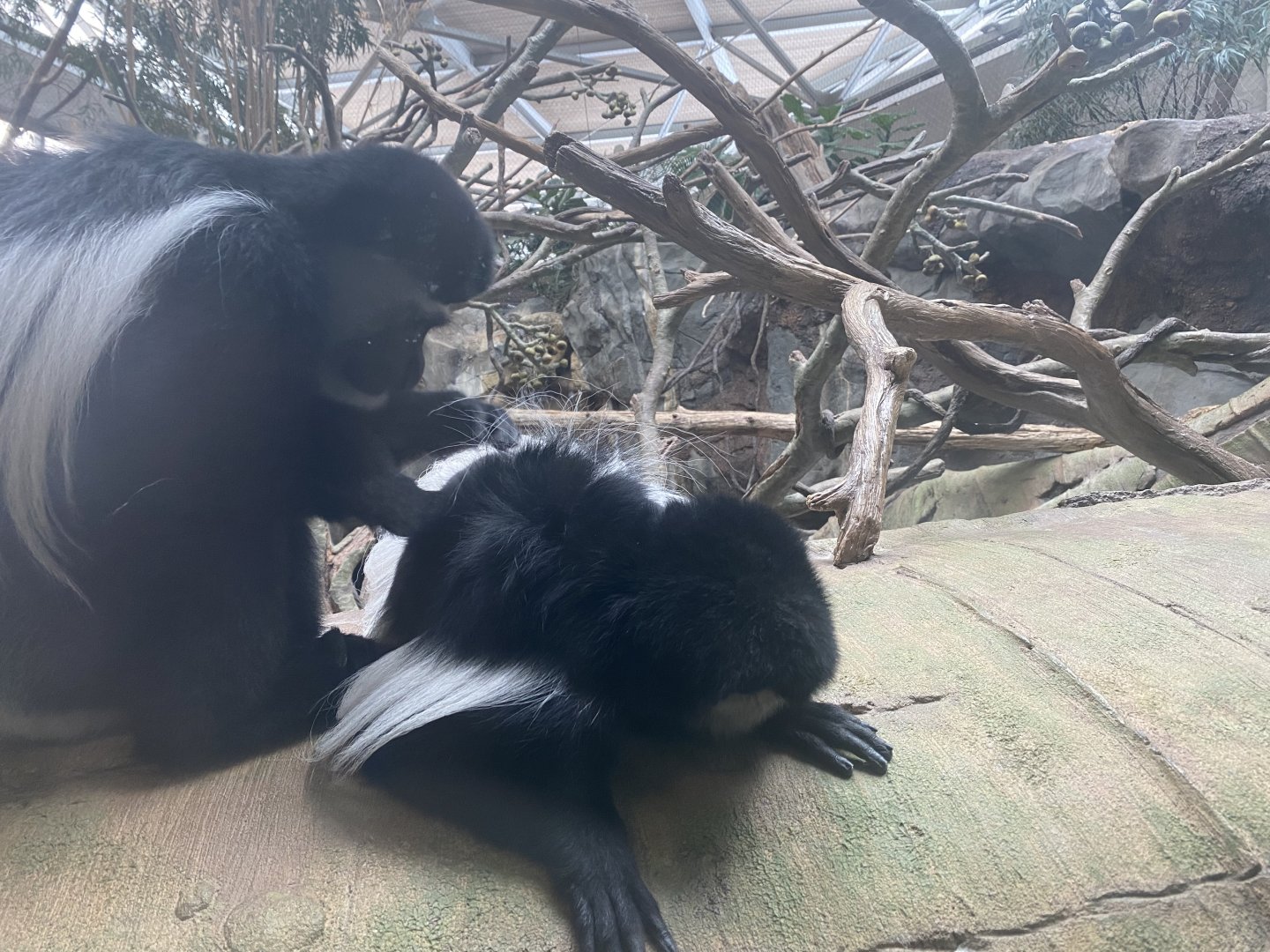 Mantled Guereza Grooming