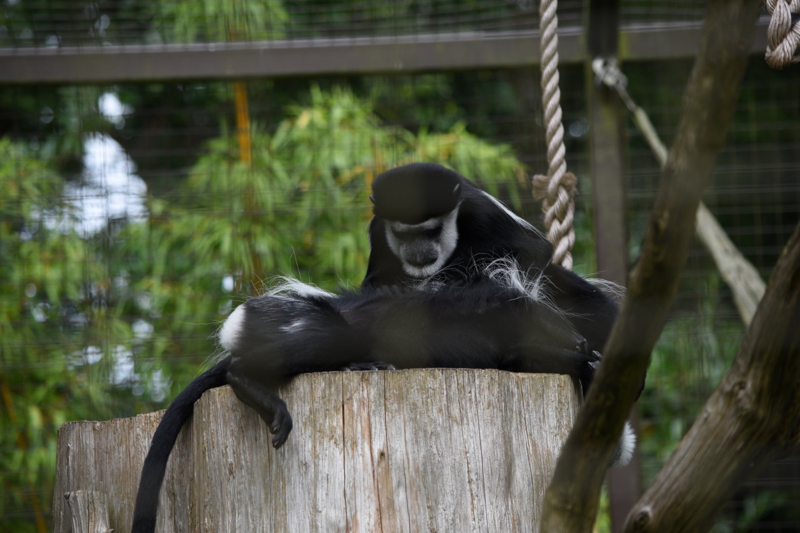 Mantled guereza grooming