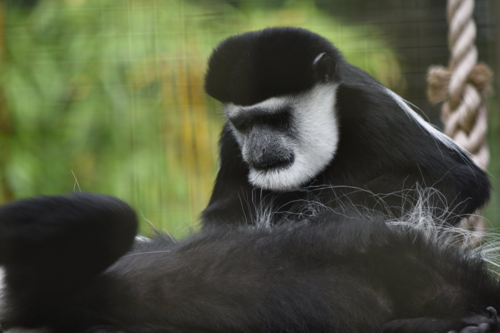 Mantled guereza grooming
