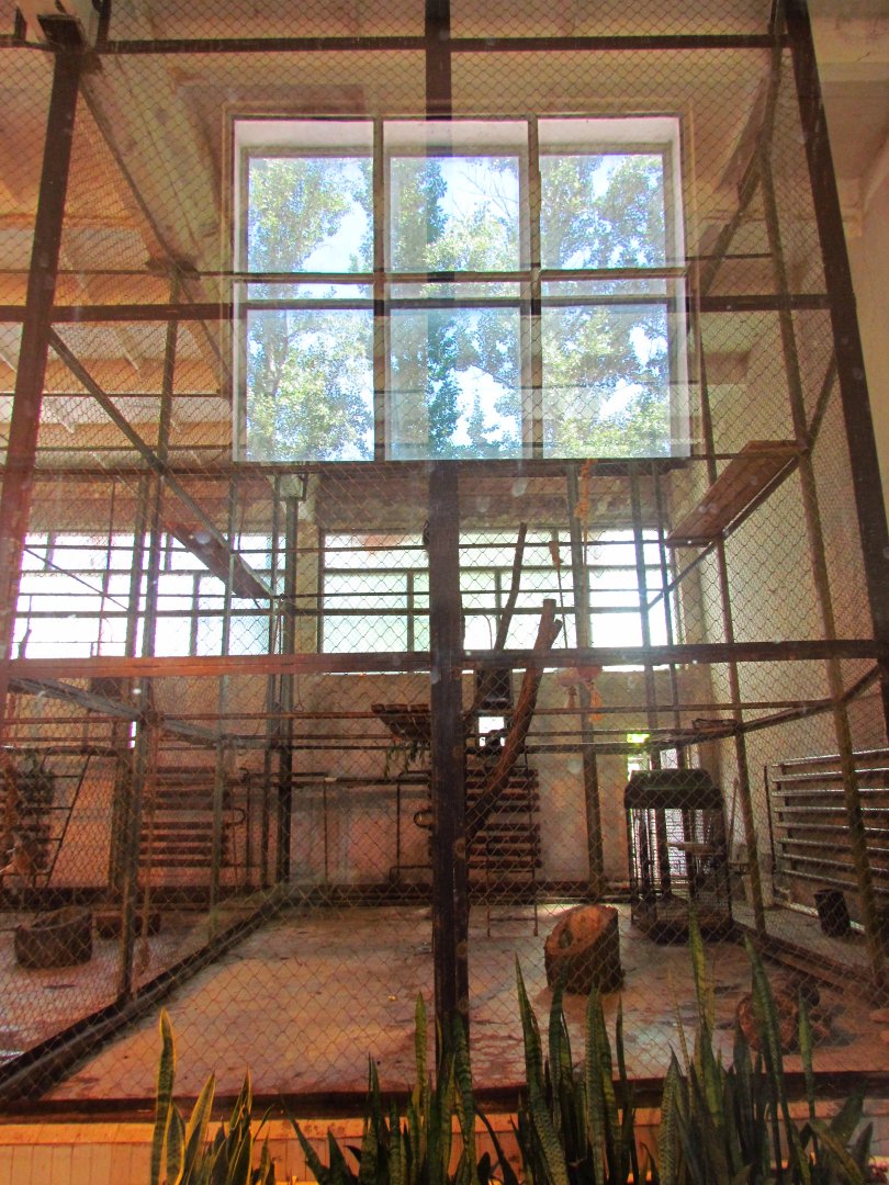 Mantled guereza indoor exhibit