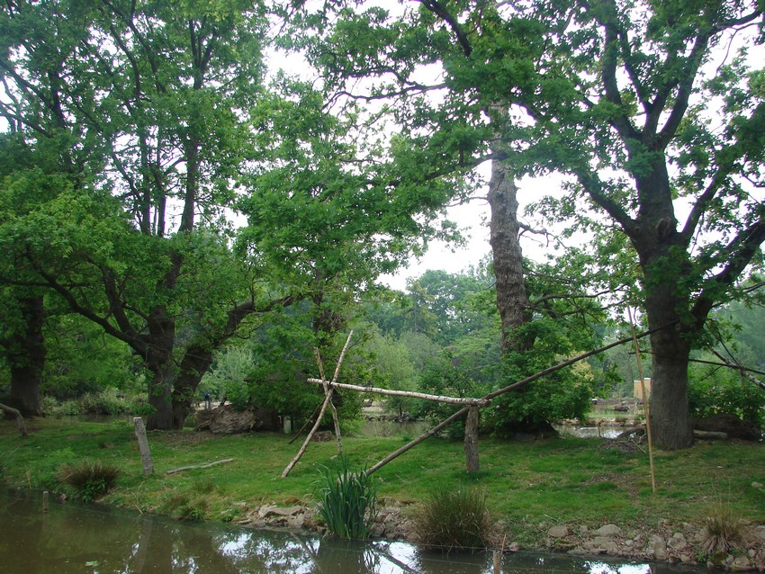 Mantled guereza island