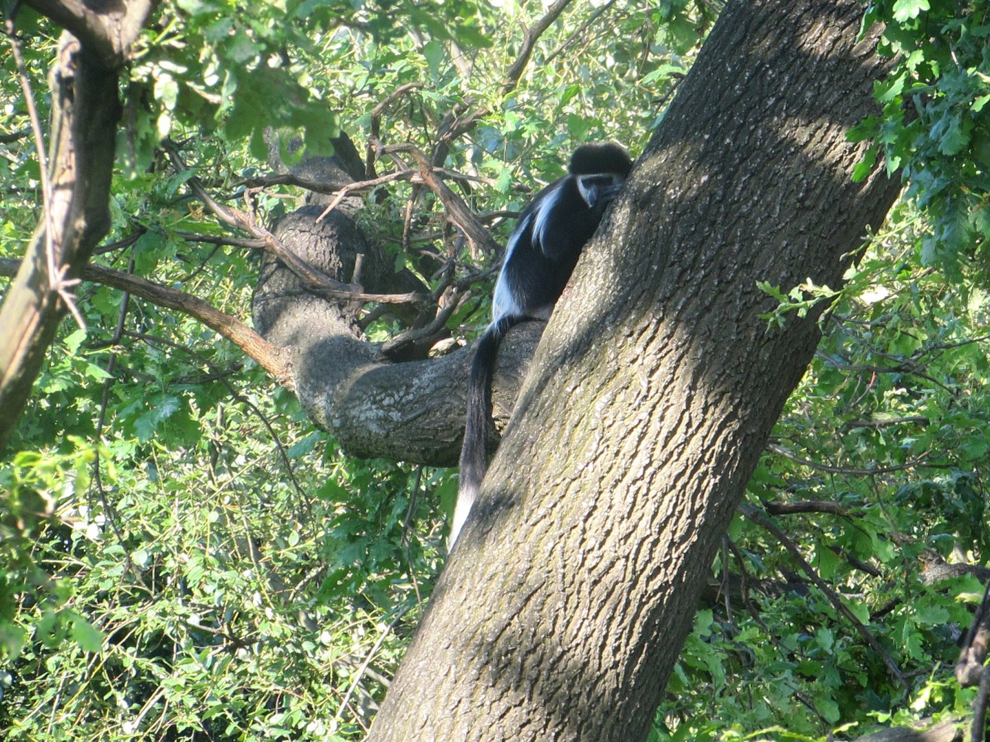 Mantled Guereza - July/2017