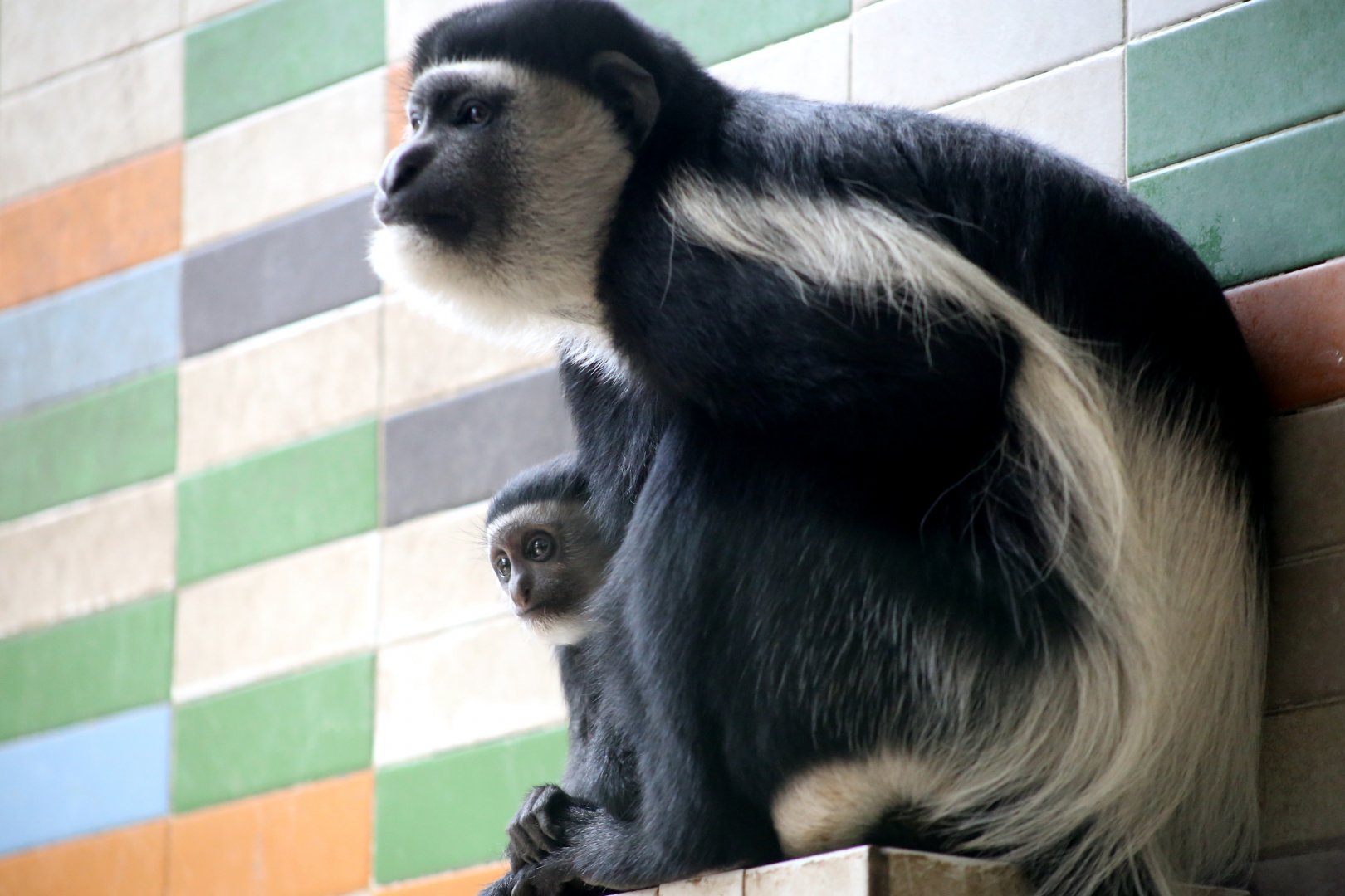 Mantled Guereza Mom and Child