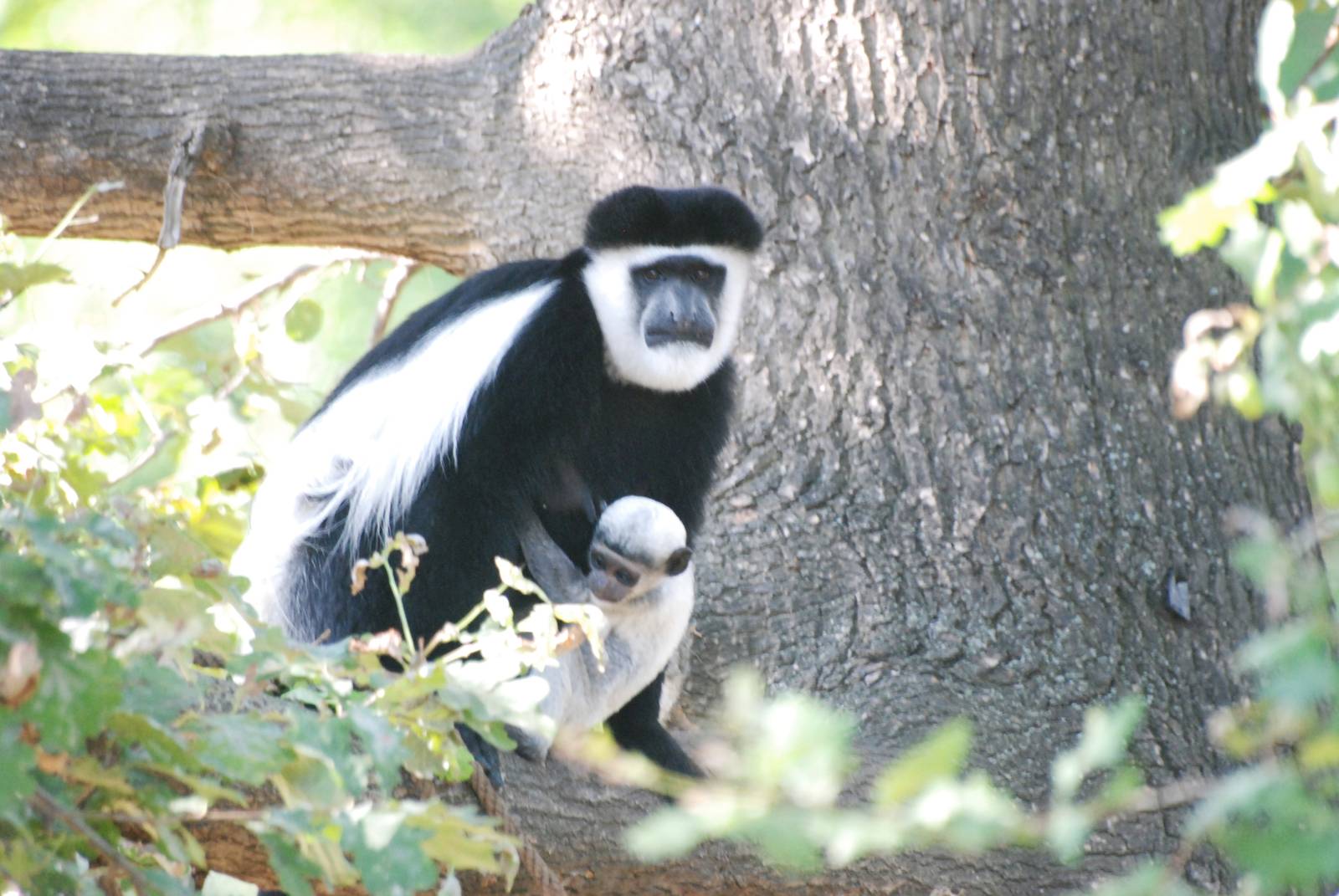 Mantled Guereza with Young at Prague, 25/08/12