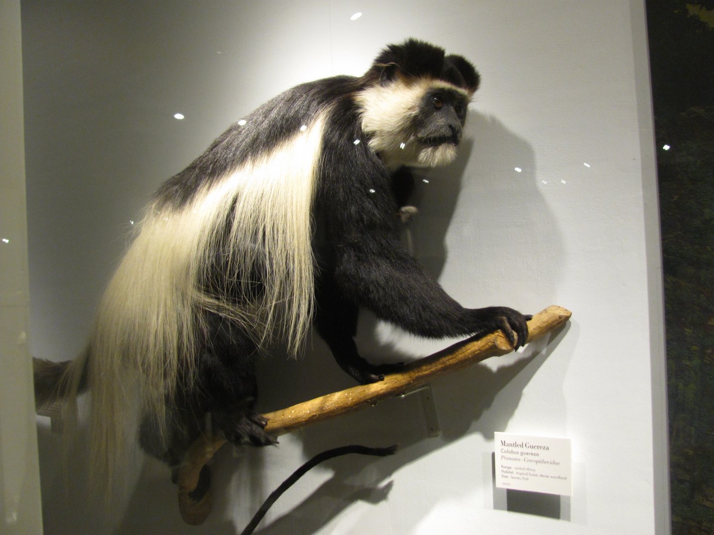 Mantled Guereza