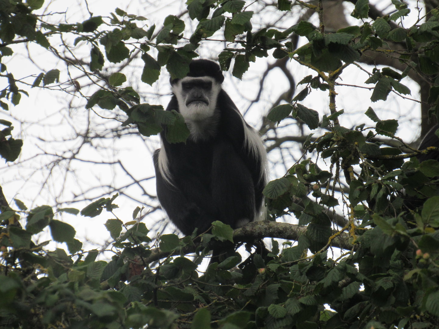 Mantled Guereza