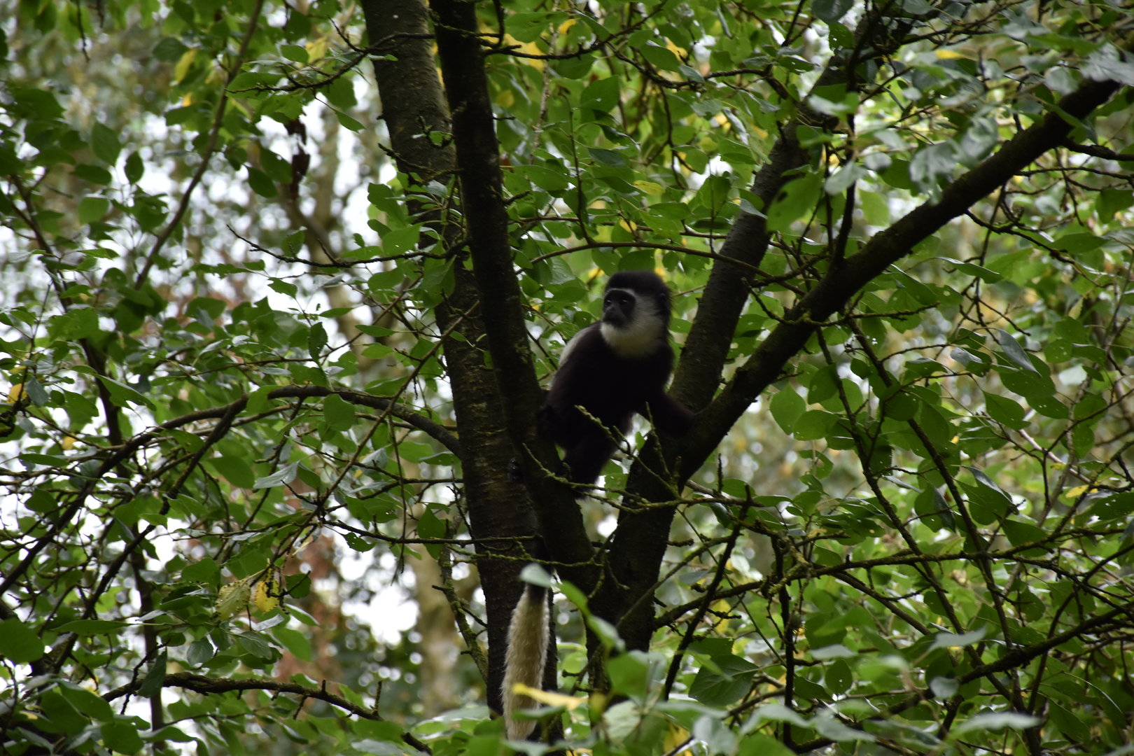 Mantled Guereza