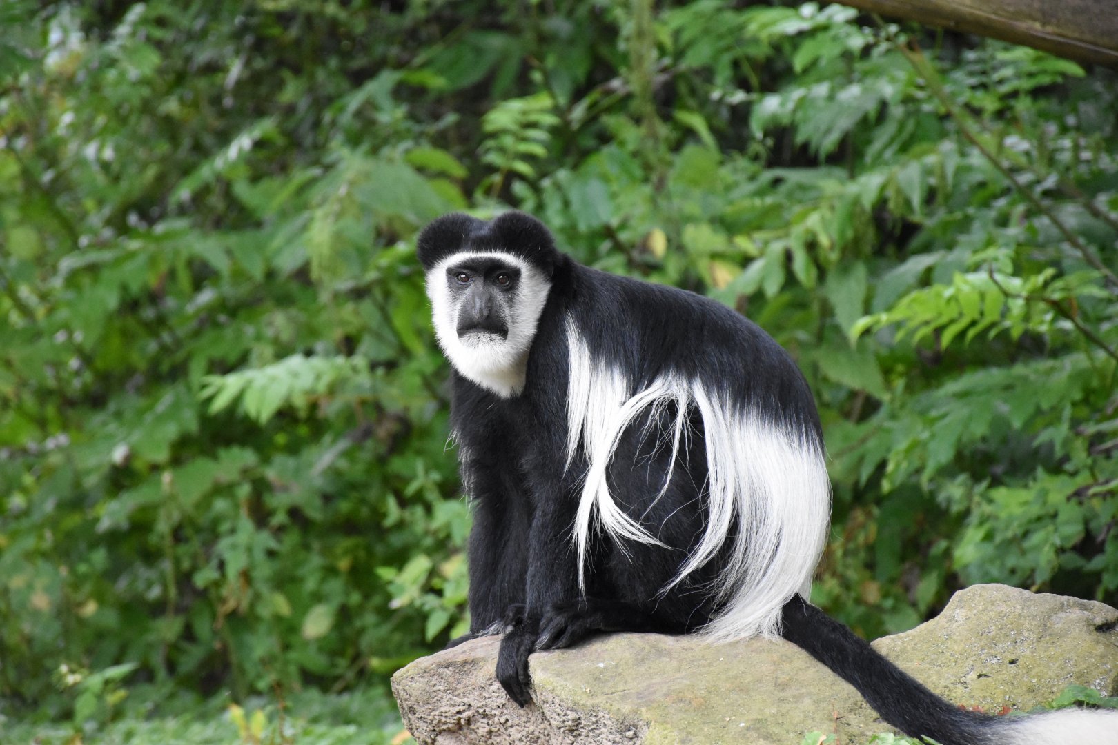 Mantled guereza