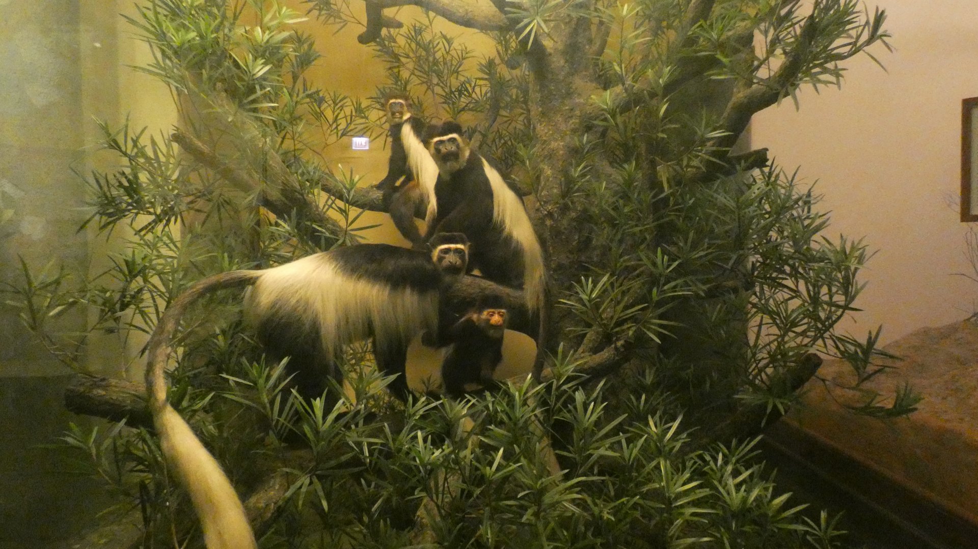 Mantled Guerezas, Mammals of Africa - Feb. 2022