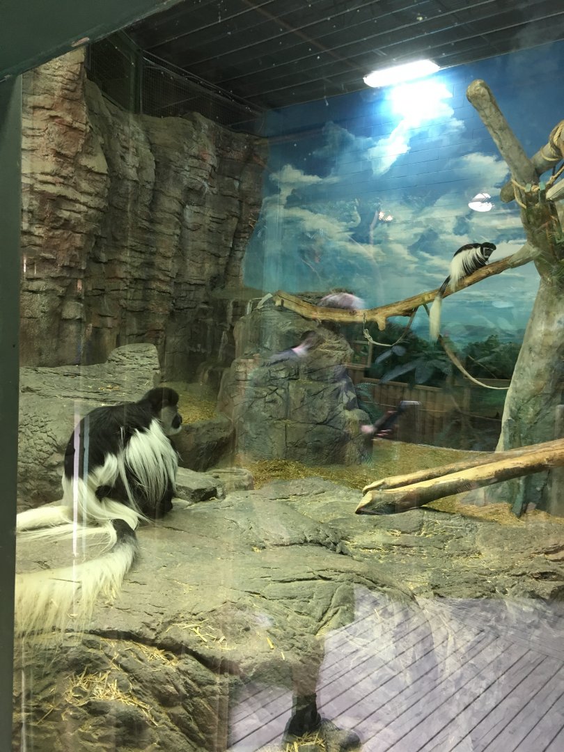 Mantled Guerezas (with hidden baby!)