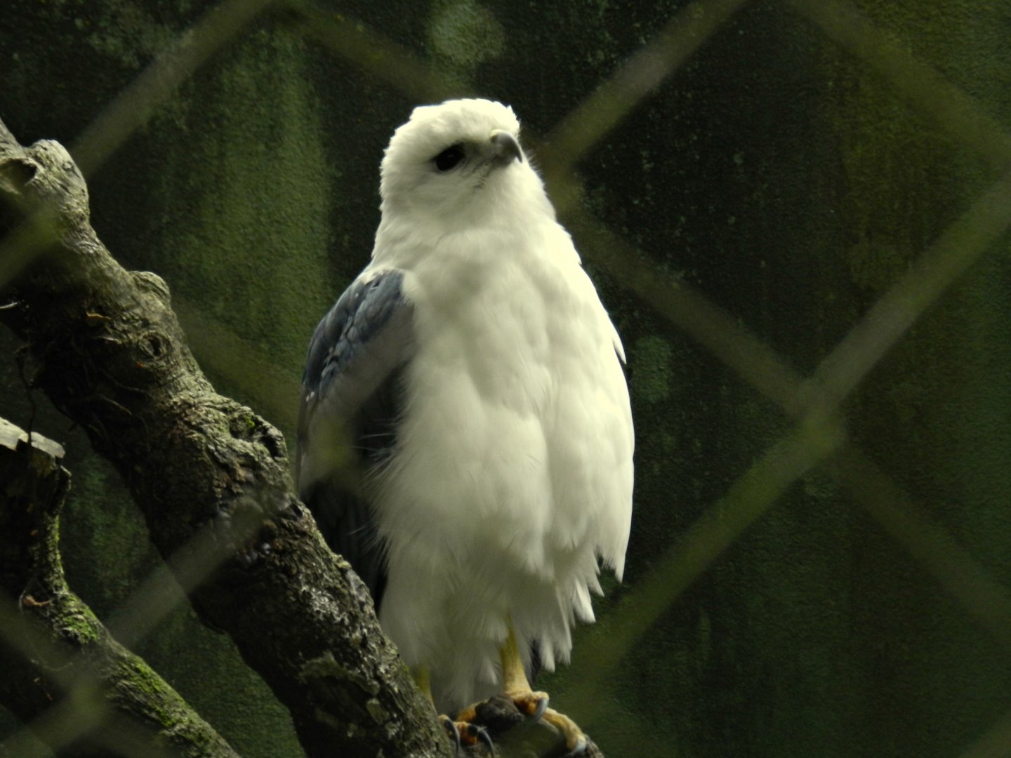 Mantled Hawk - Zoo São Paulo