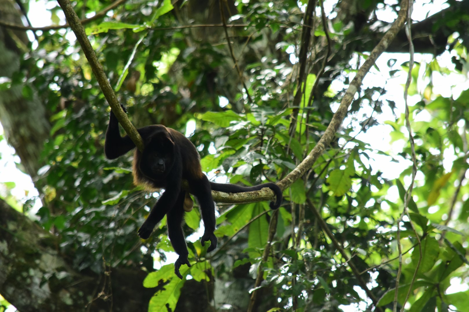 Mantled howler (Alouatta palliata)
