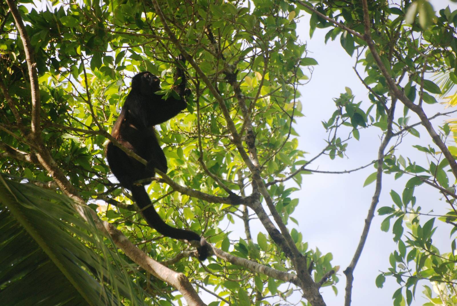 Mantled Howler Monkey in Tortuguero, 13/04/14