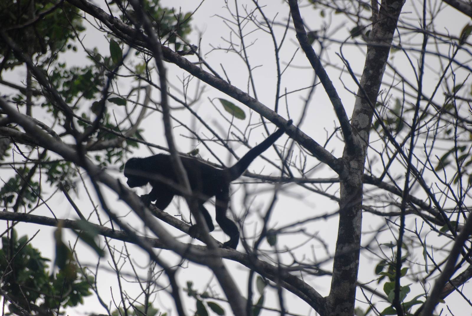 Mantled Howler Monkey in Tortuguero, 13/04/14