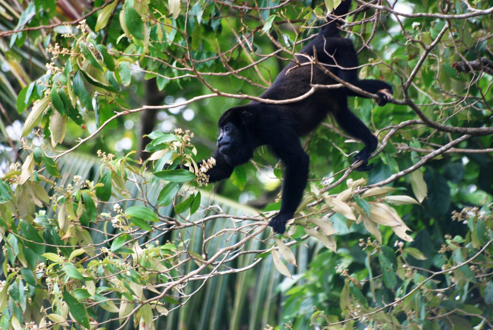 Mantled Howler Monkey in Tortuguero, 13/04/14