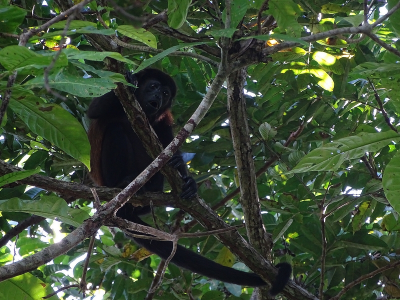 Mantled howler monkey