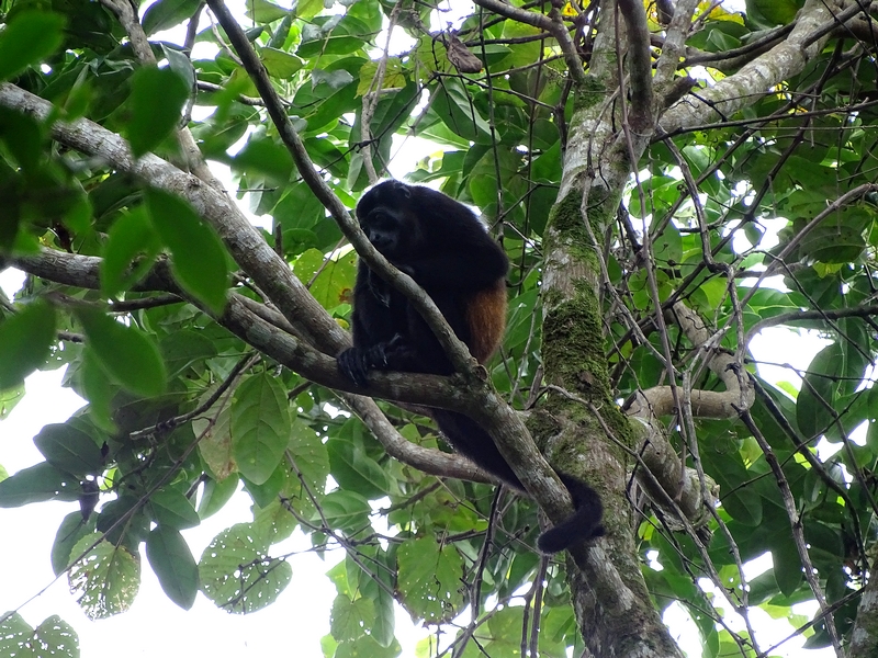 Mantled howler monkey