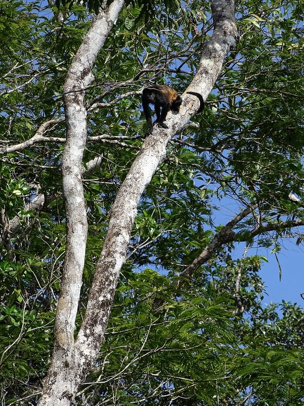 Mantled howler monkey
