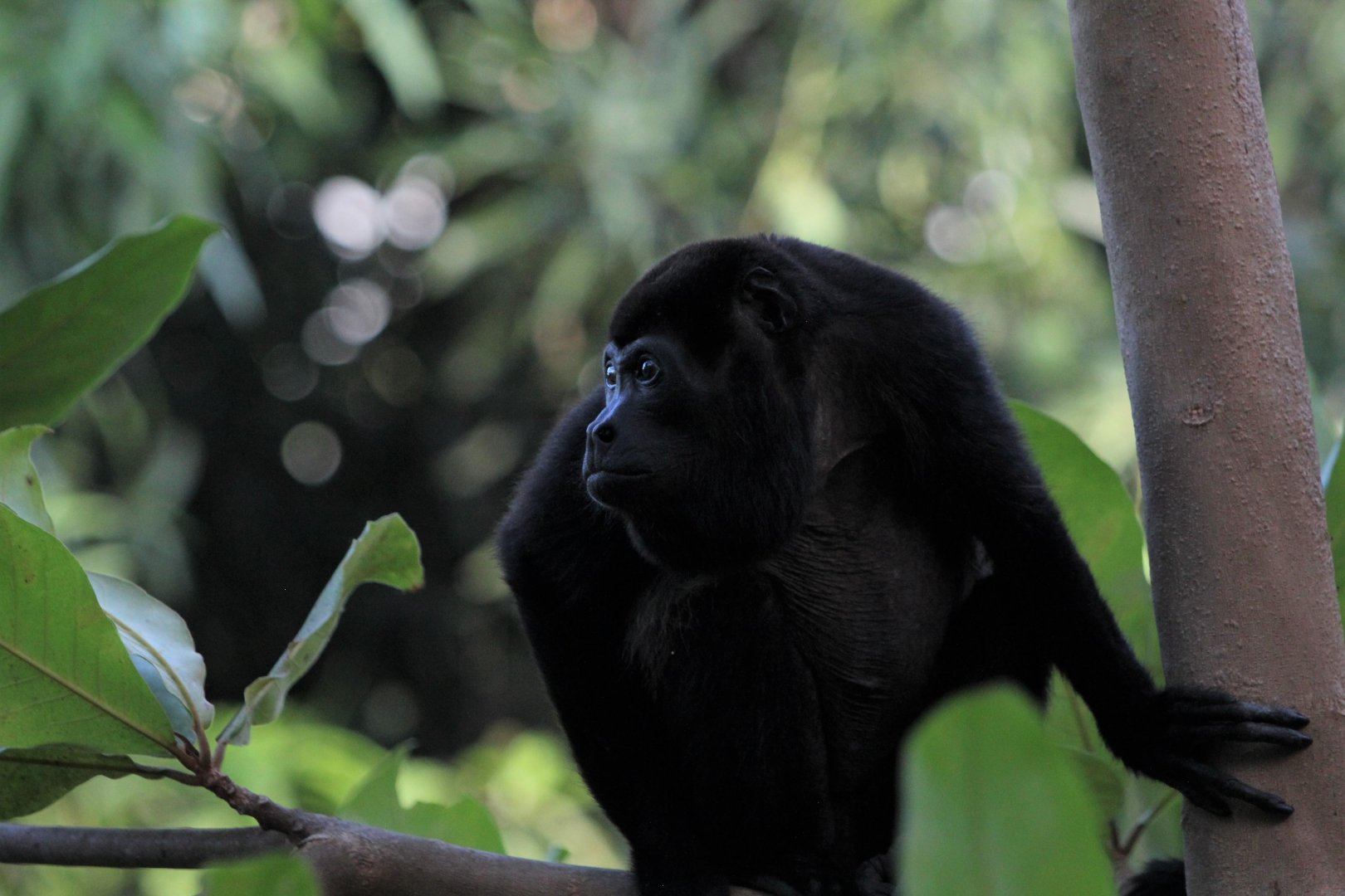 Mantled Howler Monkey