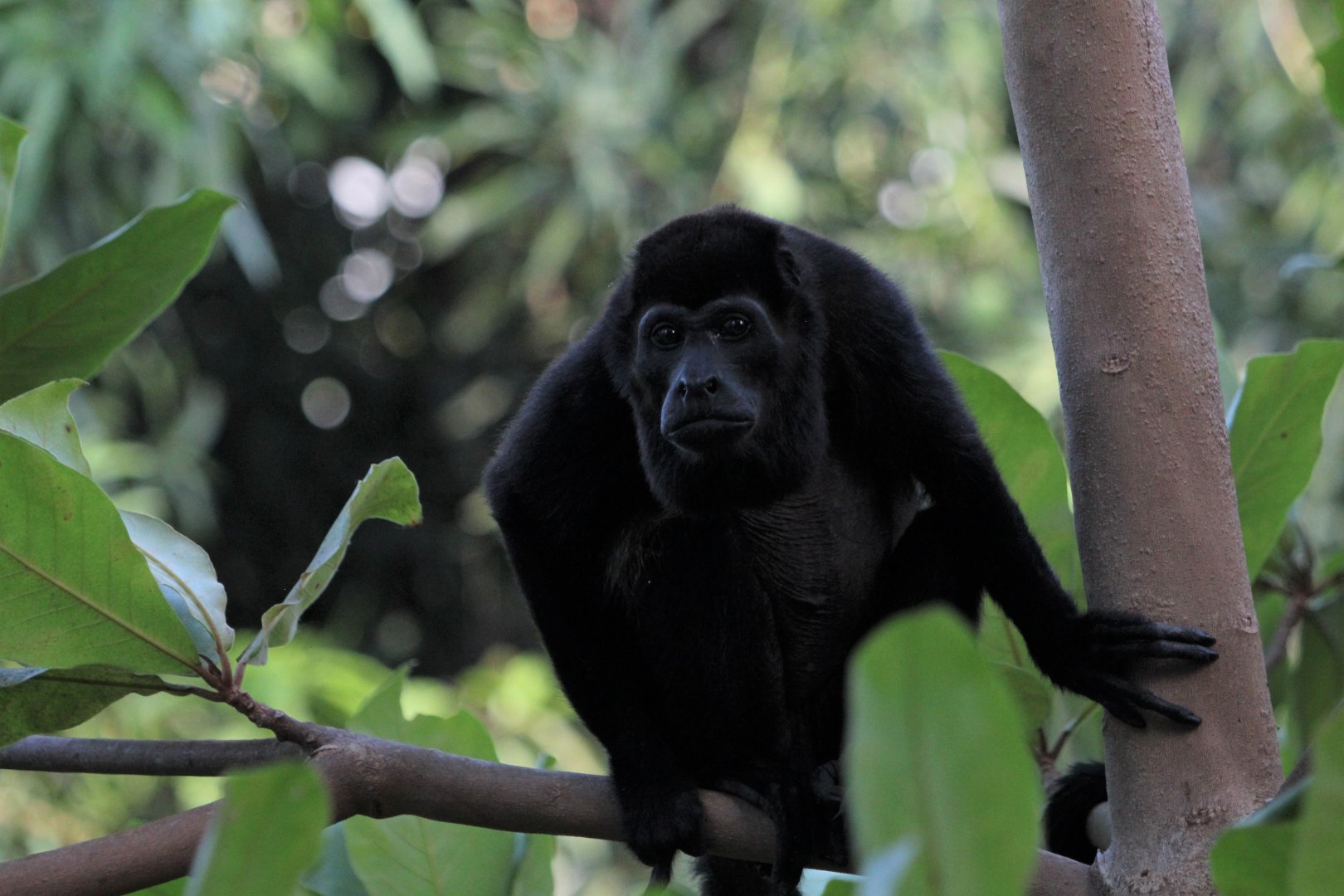 Mantled Howler Monkey