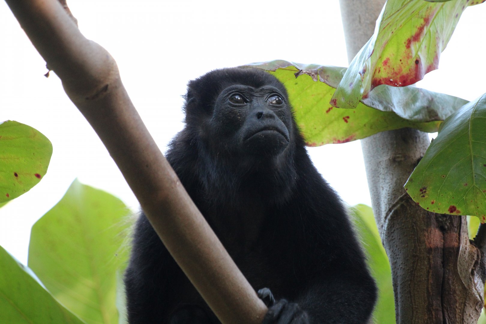 Mantled Howler Monkey