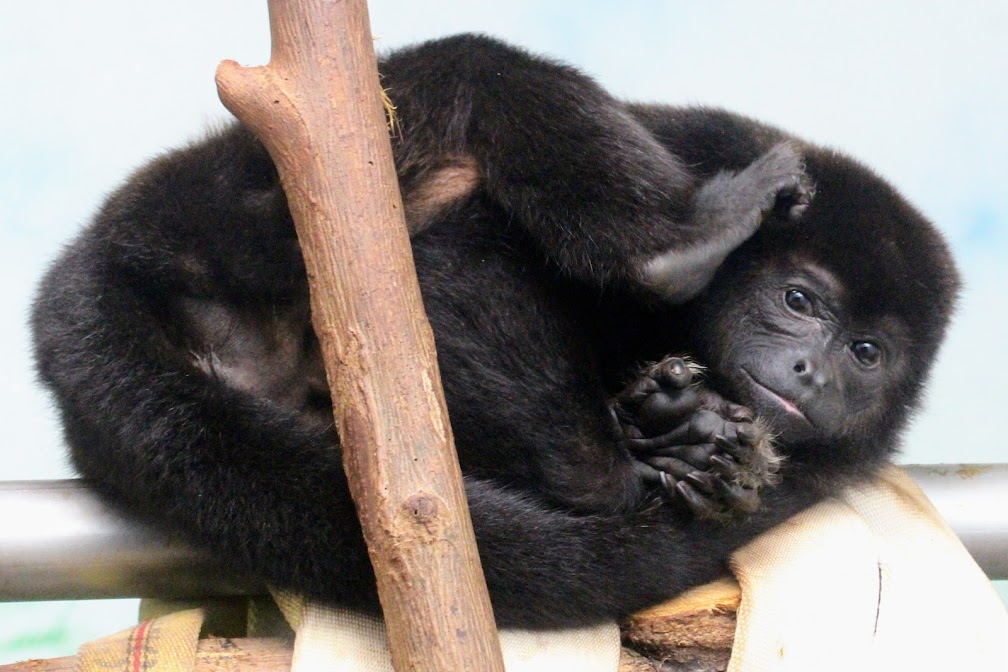 Mantled Howler Monkey