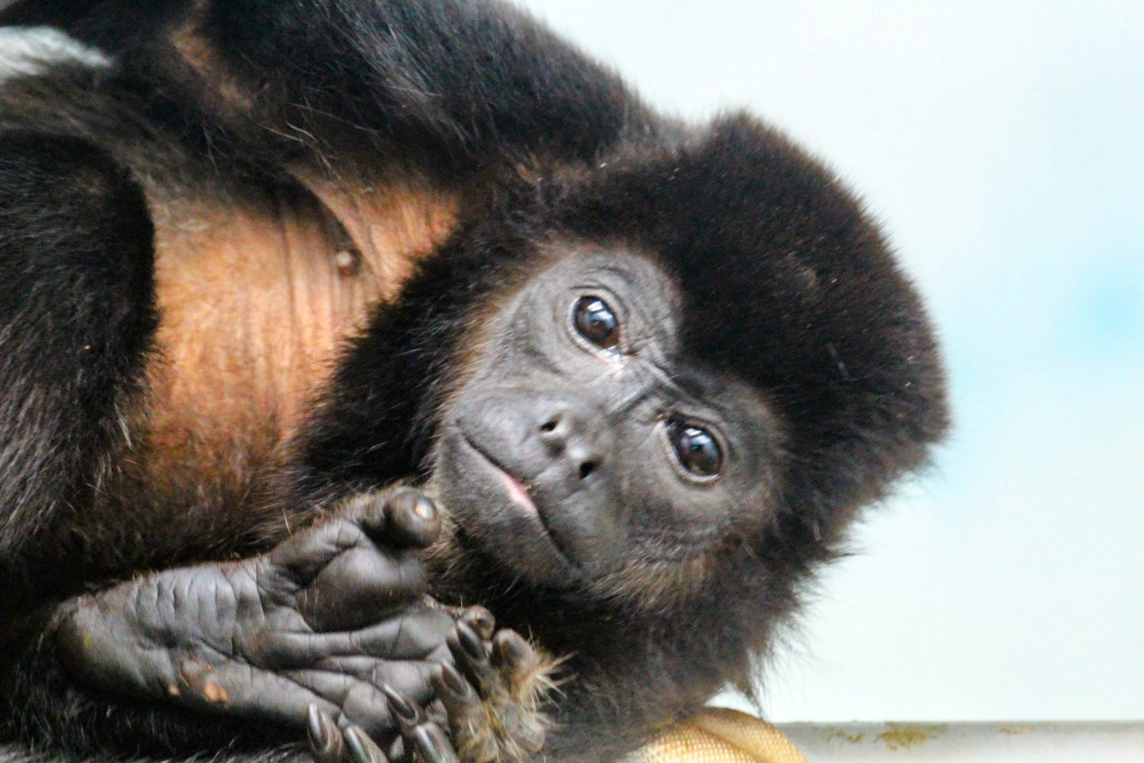 Mantled Howler Monkey