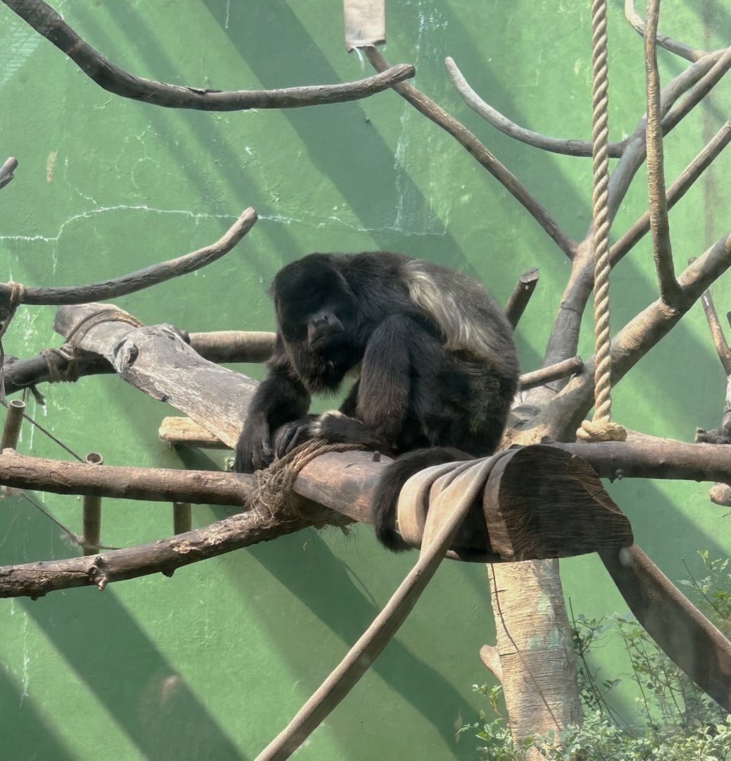 Mantled Howler Monkey