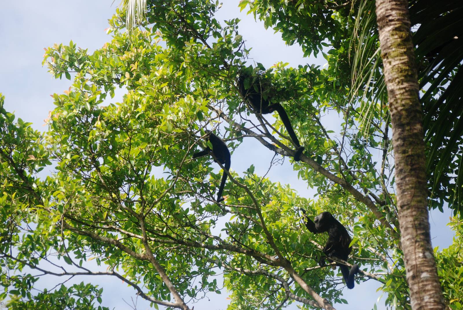 Mantled Howler Monkeys in Tortuguero, 13/04/14