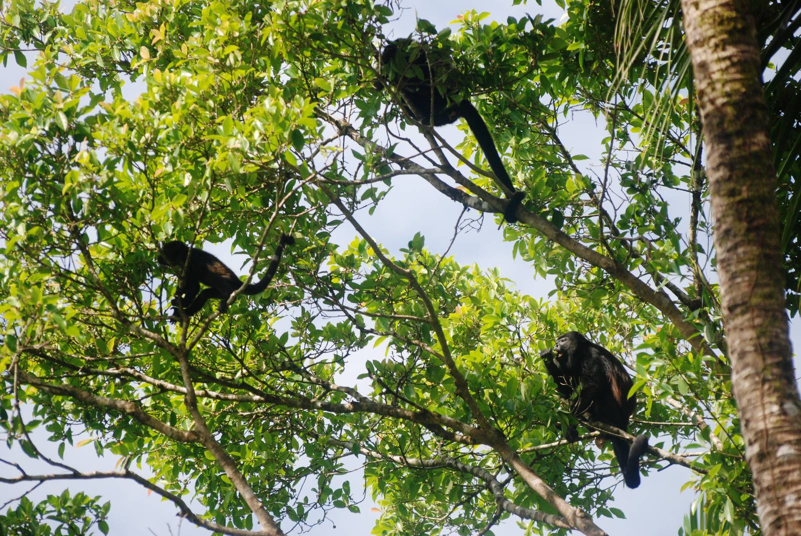 Mantled Howler Monkeys in Tortuguero, 13/04/14
