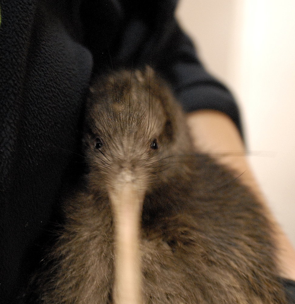 Manu [Northern Brown Kiwi] - Paignton Zoo 2024